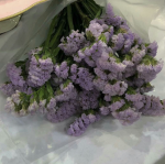 Purple Kingdom for Anyone
