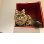 Cat is good