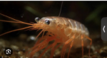 The Shrimp Empire