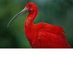 Ibises!