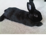 ・Join the bunny squad・