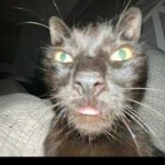 Alvin and The Chipmunks ft. MCR ft. Hatsune Miku