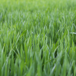 grass incorporated