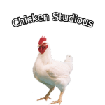 Chicken Studious