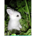 Rabbits Club!