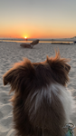 Adventure Dog Studios