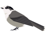 Canadian Grey Jay Airlines