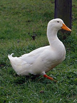 TEH #DUCKSQUAD2.0