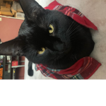 Chico the cat