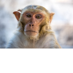 The Silly Monkeys Official