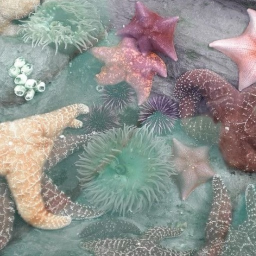 🐚❀⋆˚