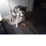 WOLF Pk