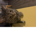 Kitten history
