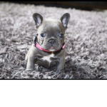 The French Bulldog gaming group