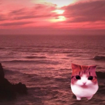 Cute Cat Meme Relaxing on the beach at sunset