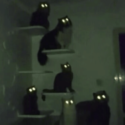 🐱