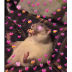 Rat Dudes
