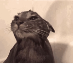 WaterCat Studios