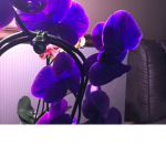 Orchid group!