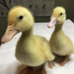 Peking duck enthusiasts