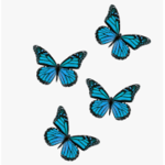 Butterfly Bling Squad