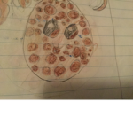 Cookie yum