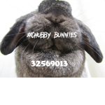 #chubby bunnies