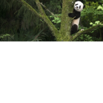 Pandy Naci