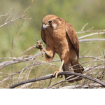 penutbuttafalcon