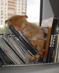 :3 KITTYCLANNNNNNN