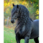 Les Queen des chevaux