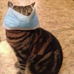 это кот