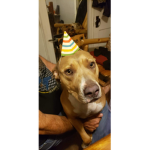 Dogs woof woof woof