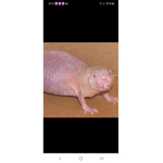 Rat beans oh em gee yes
