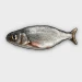 Fish Obby icon