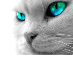 Robuxx :3