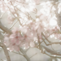 ˖   ✦  𝑅