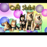 Shiba Hangout