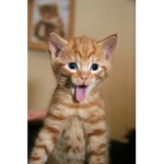 #CATSRULE