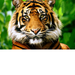 Tiger fan page