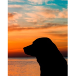 ~Sunset puppies~