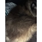 Maggie is my pet