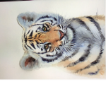The Tiger Cafe