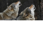 Wolf_studios youtube