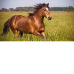Mr Horse Group