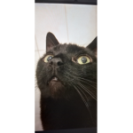 Mr.Kitty Cat