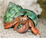 The Hermit Crab People