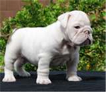 bulldog lovers