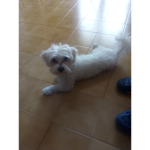 Loves animals 123