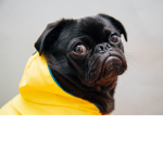 Pugz With Hoodz